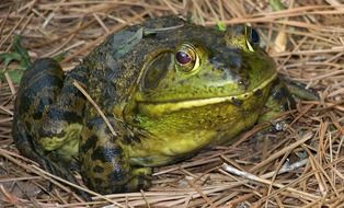 A green frog is sitting on the dry grass