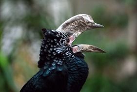 black exotic bird rhino