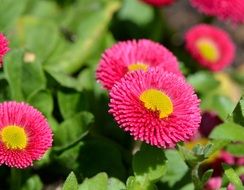 daisy flowers blossom in the garden