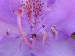 purple flower with pestles closeup