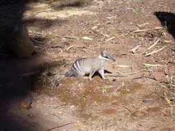 numbat ants rodent