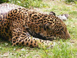 leopard sleeps in the jungle