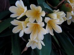 clivia miniata or amaryllis