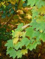 light green leaves of mountain maple