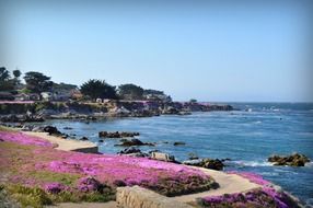 landscape of purple flowers on california coast