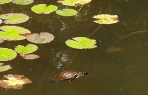 incredible beauty pond