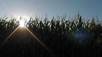 corn field under the bright sun