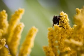 macro photo of tiny fly is sitting on a yellow flower