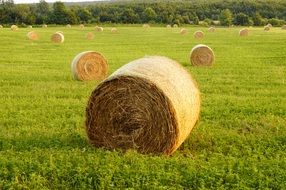 straw bales on a green field
