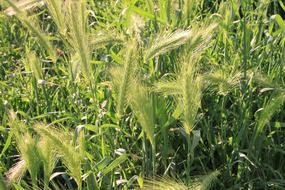 green spikelets among green grass