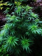 cannabis, green plants