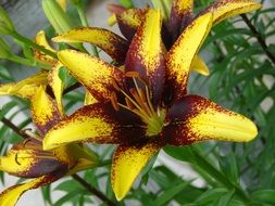 lily bush with brownish yellow flowers