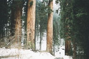 Giant sequoia in the woods of California