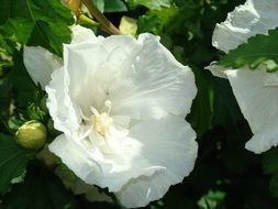 white flowers close-up