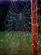 spiderweb in water droplets