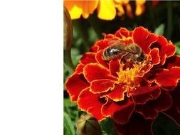 bee on a tagetes flower