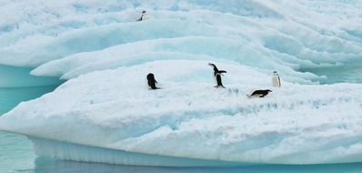 dolphins on the Northern ice