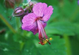 cranesbill flower in spring