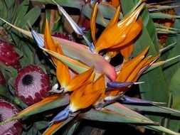 flowers plant arrangement