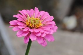 Close-up of the beautiful colorful zinnia flower