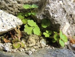 green leaves through stones close-up