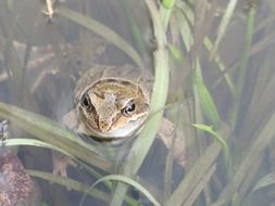 frog in the water of the pond