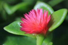 flower with fleshy leaves