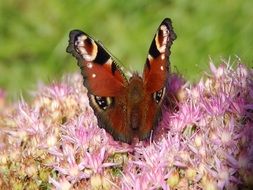 Black and orange butterfly on the pink flowers