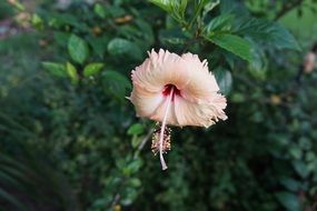 lovely hibiscus flower blossom