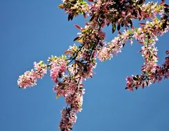 tree with spring bloom