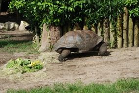 big turtle near a wooden fence