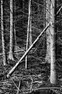 forest dry trees black and white photo