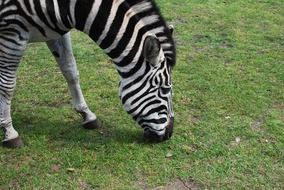 zebra on green pasture close up