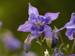 aquilegia vulgaris, columbine flower close up