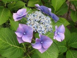 hydrangea, blue inflorescense