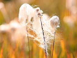 eriophorum angustifolium, cottongrass, dry white seedheads close up