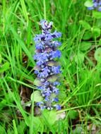 purple grass flower among green grass