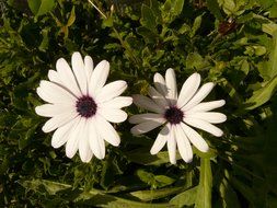 white flowers in dark green grass