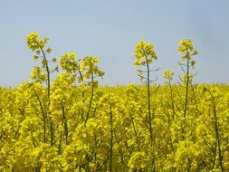 oilseed rape field on a sunny day