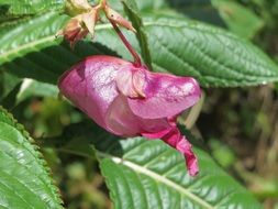 impatiens glandulifera close up