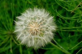 white dandelion seed flower