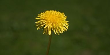 yellow dandelion flower in the meadow