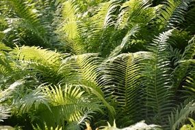 Green sunny ferns field in forest