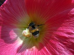 hummel pollen