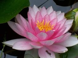 pink lotus flower with yellow middle