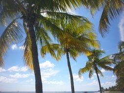 Palm tree with green branches against the sky with clouds