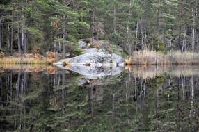 forest lake mirroring