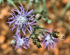 wild flowers in Hawaii