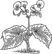 drawing begonias with flowers on a white background