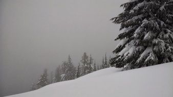 snowy pine trees in mountains on a cloudy day